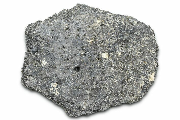 Fossil Glyptodont (Glyptotherium) Bony Armor Osteoderm - Florida #362325